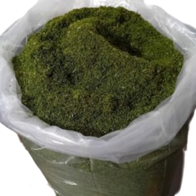 شوید توتونی
